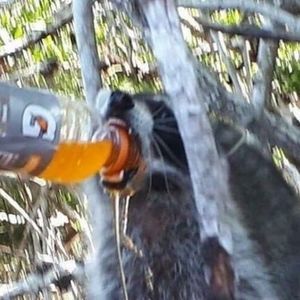 Meet your Posher, Armando